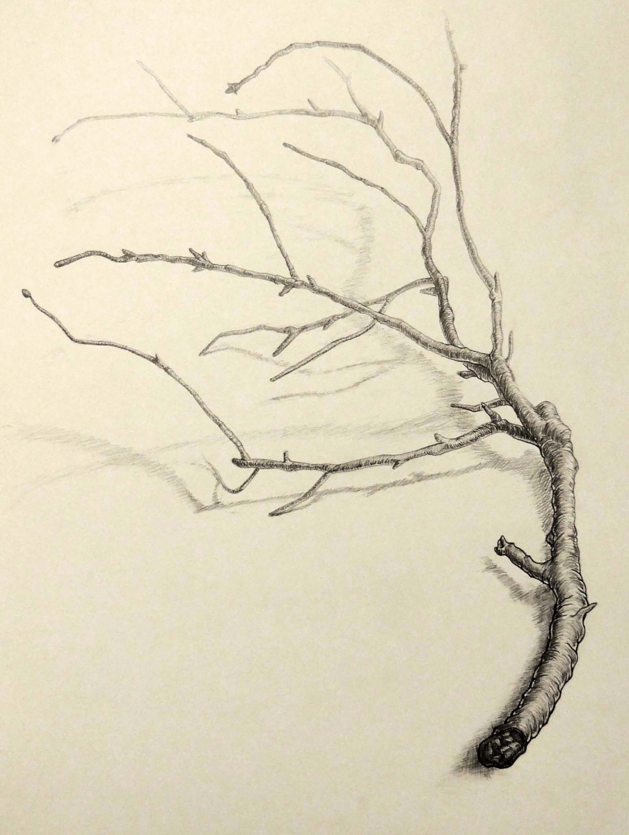 black and white still-life drawing of a tree branch