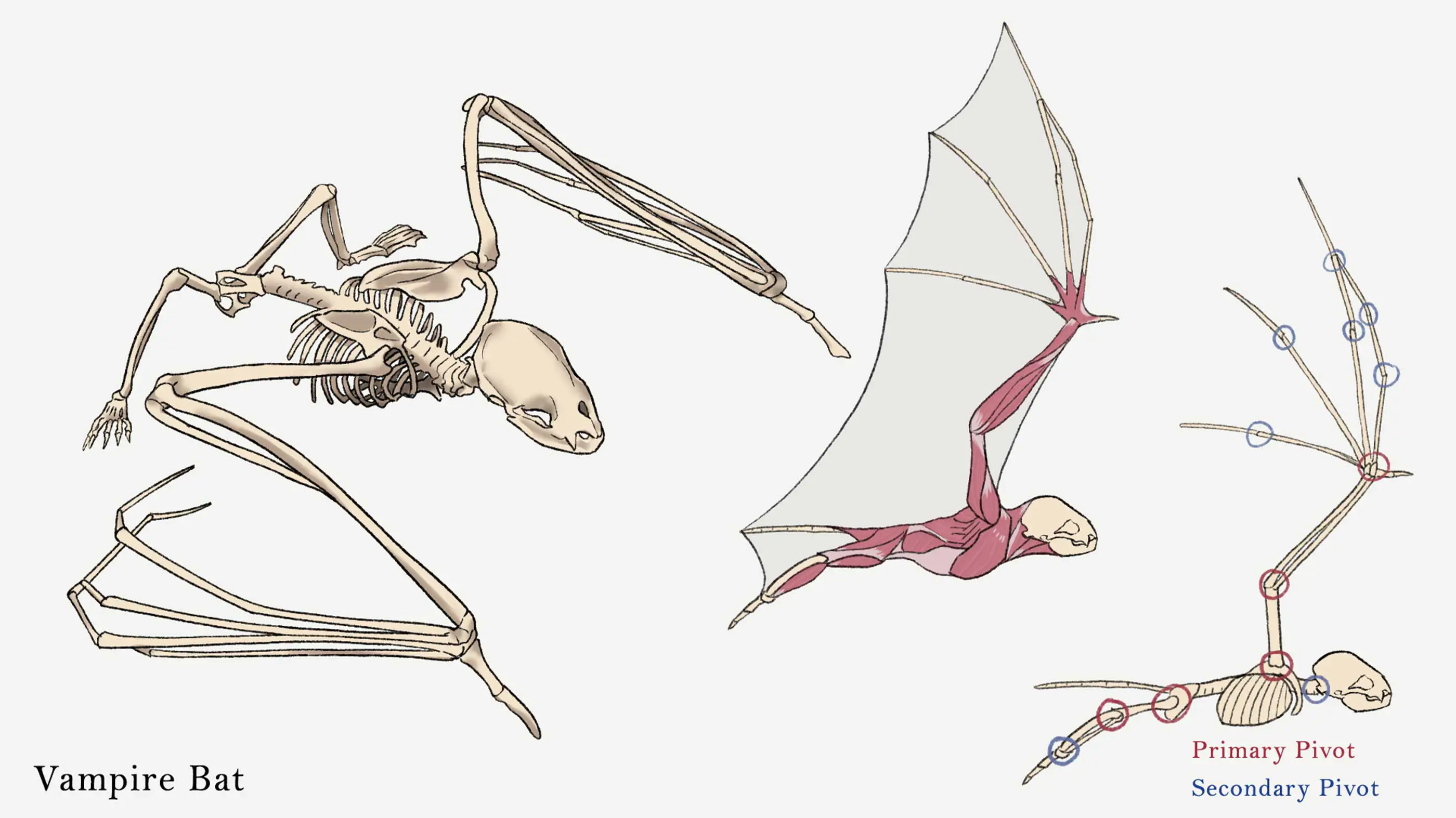 A drawing of the skeletal and muscle structure of a vampire bat.
