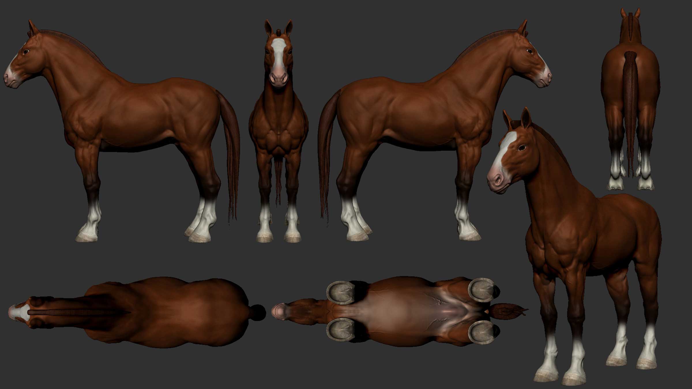 A look at a muscular horse from all sides and angles.