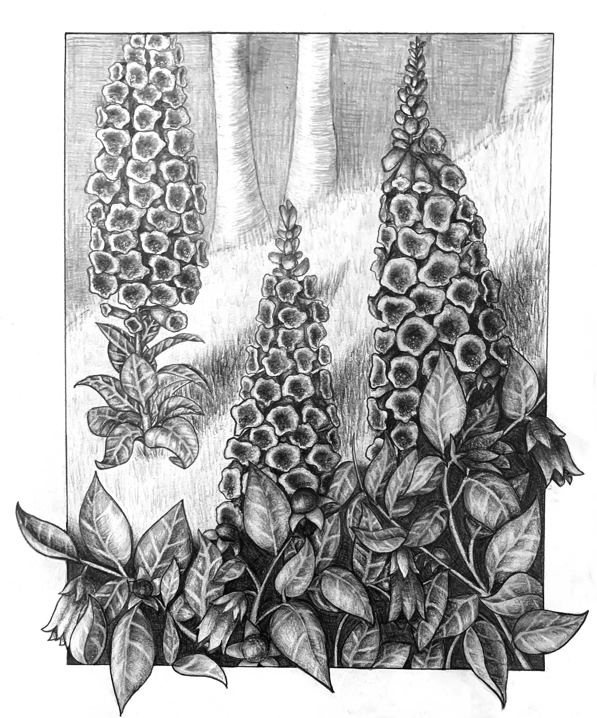 A detailed drawing of an ornate flower.