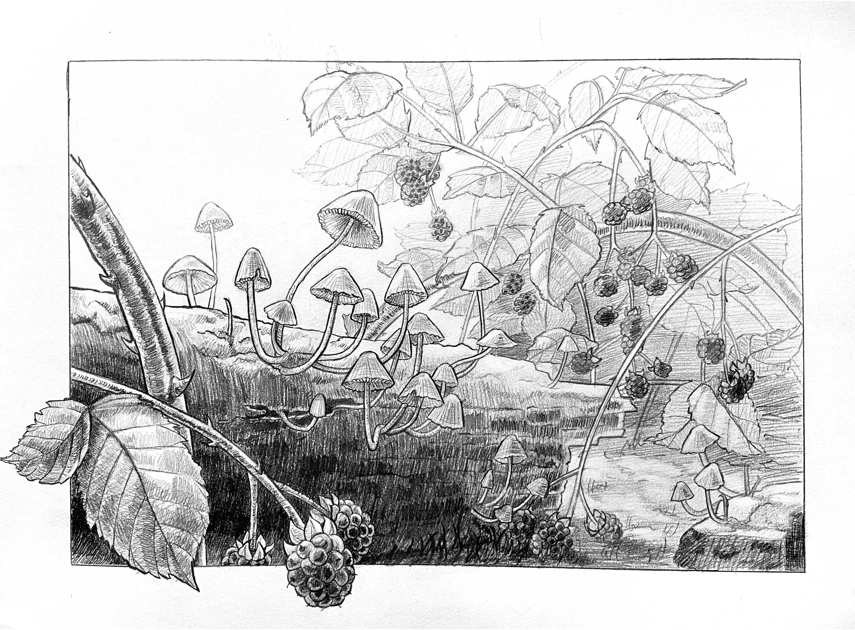 A drawing of a fallen log with fungus growing out of it. 