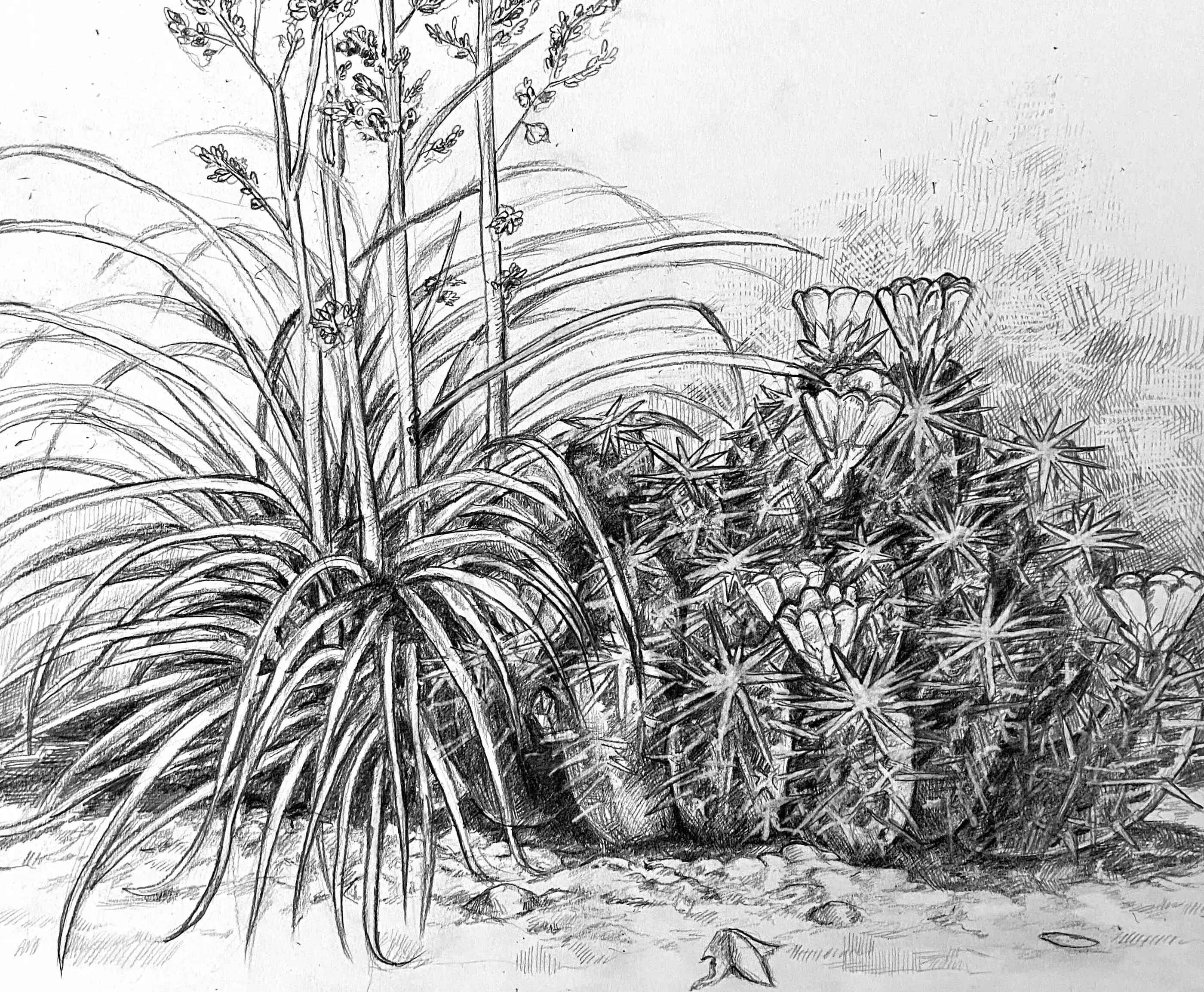 A drawing of a tall plant next to a cluster of cactus.