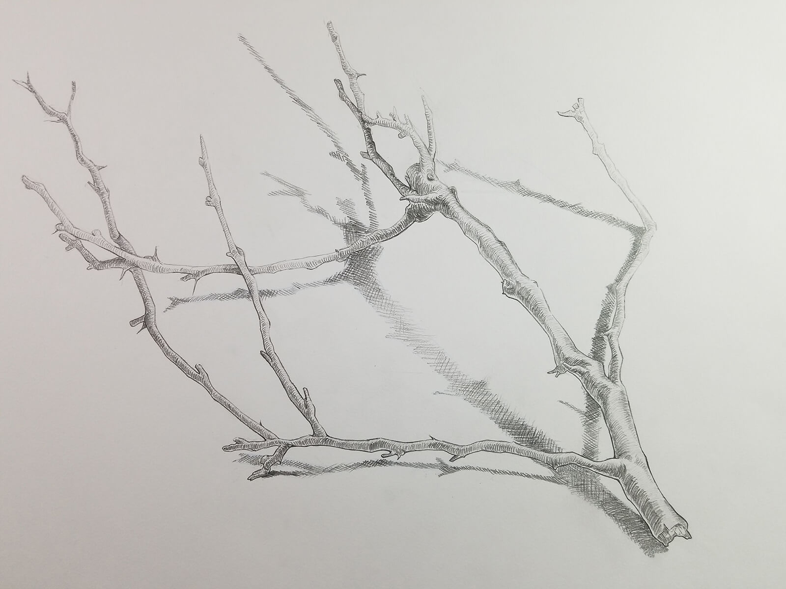 A detailed drawing of a tree branch