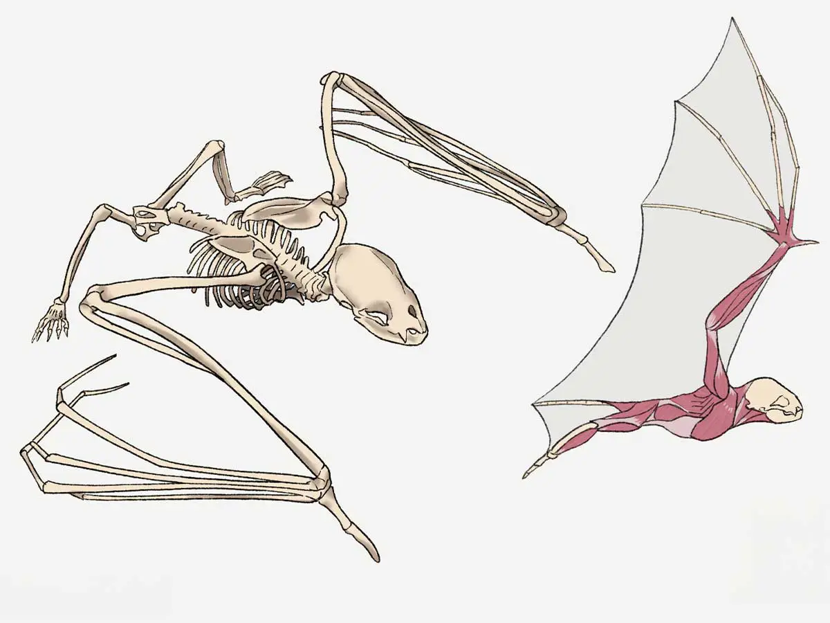 A drawing of the skeletal and muscle structure of a vampire bat.