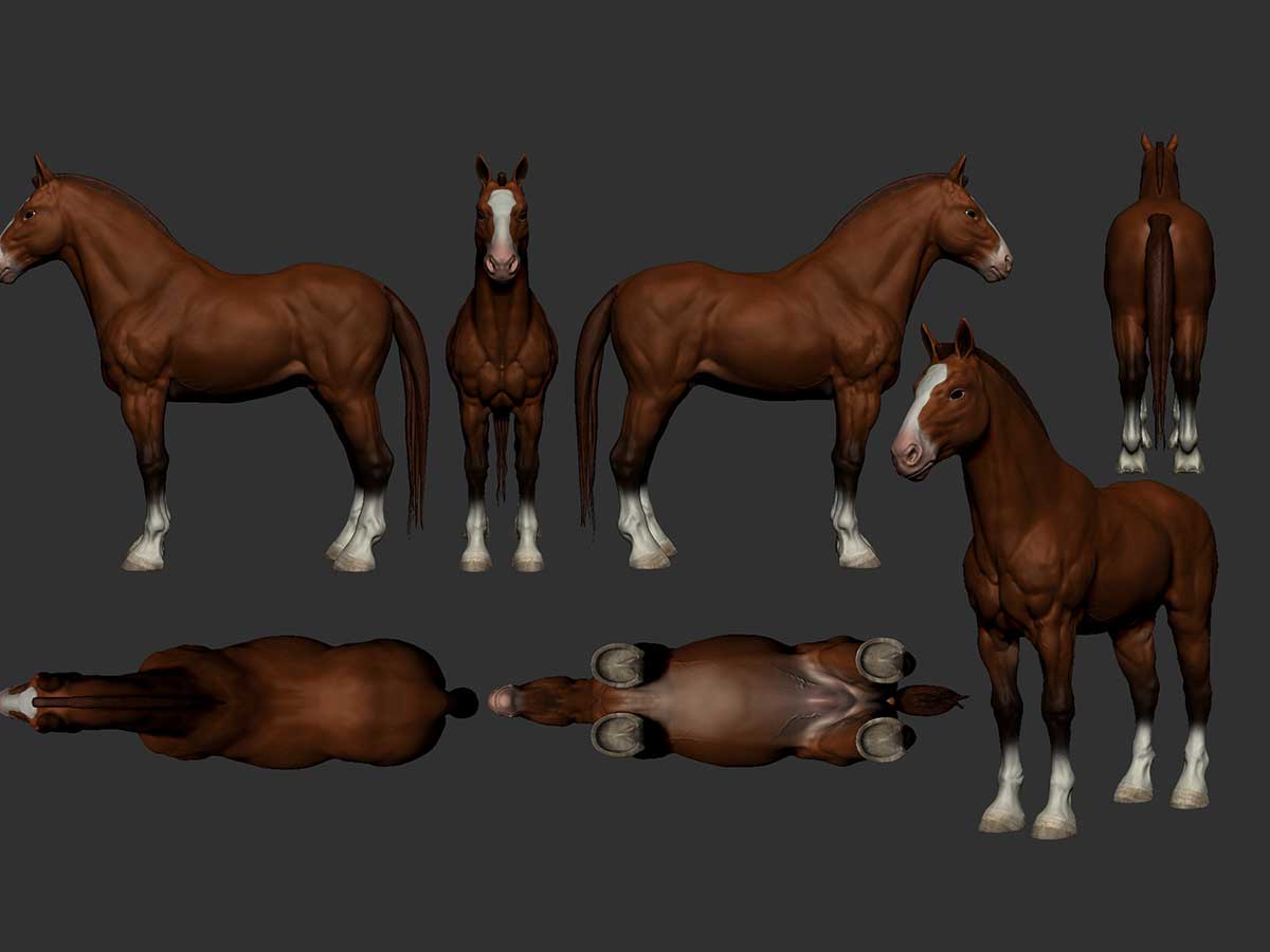 A look at a muscular horse from all sides and angles.