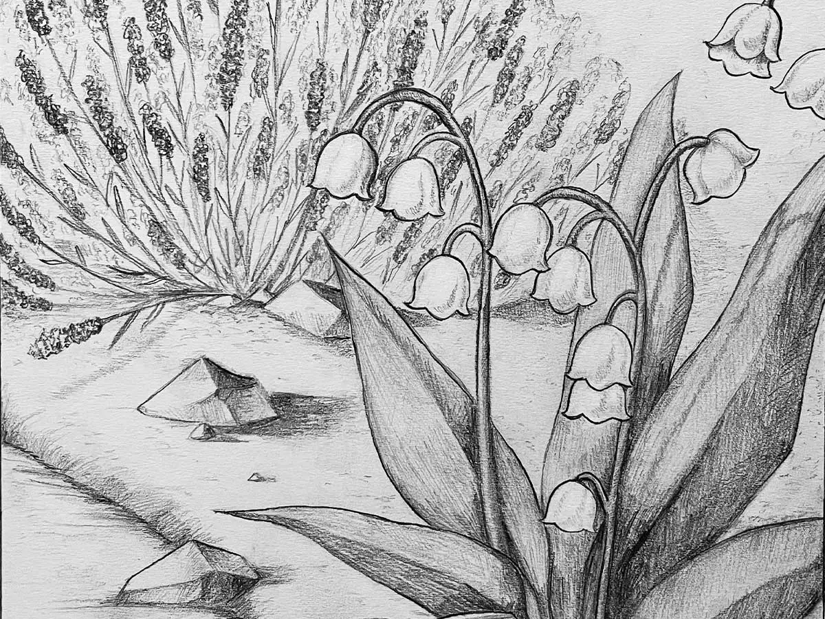 A drawing of a flower and bush.