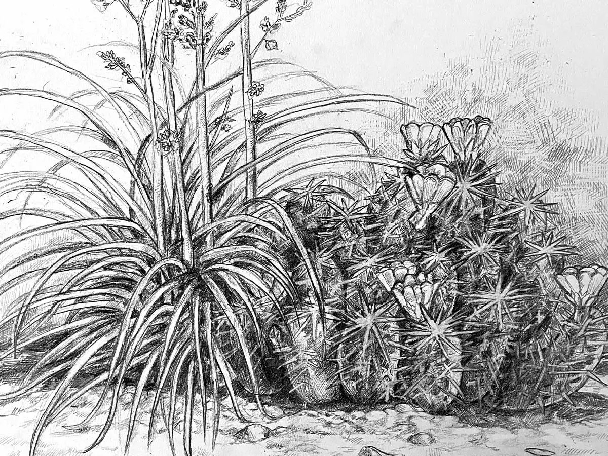 A drawing of a tall plant next to a cluster of cactus.
