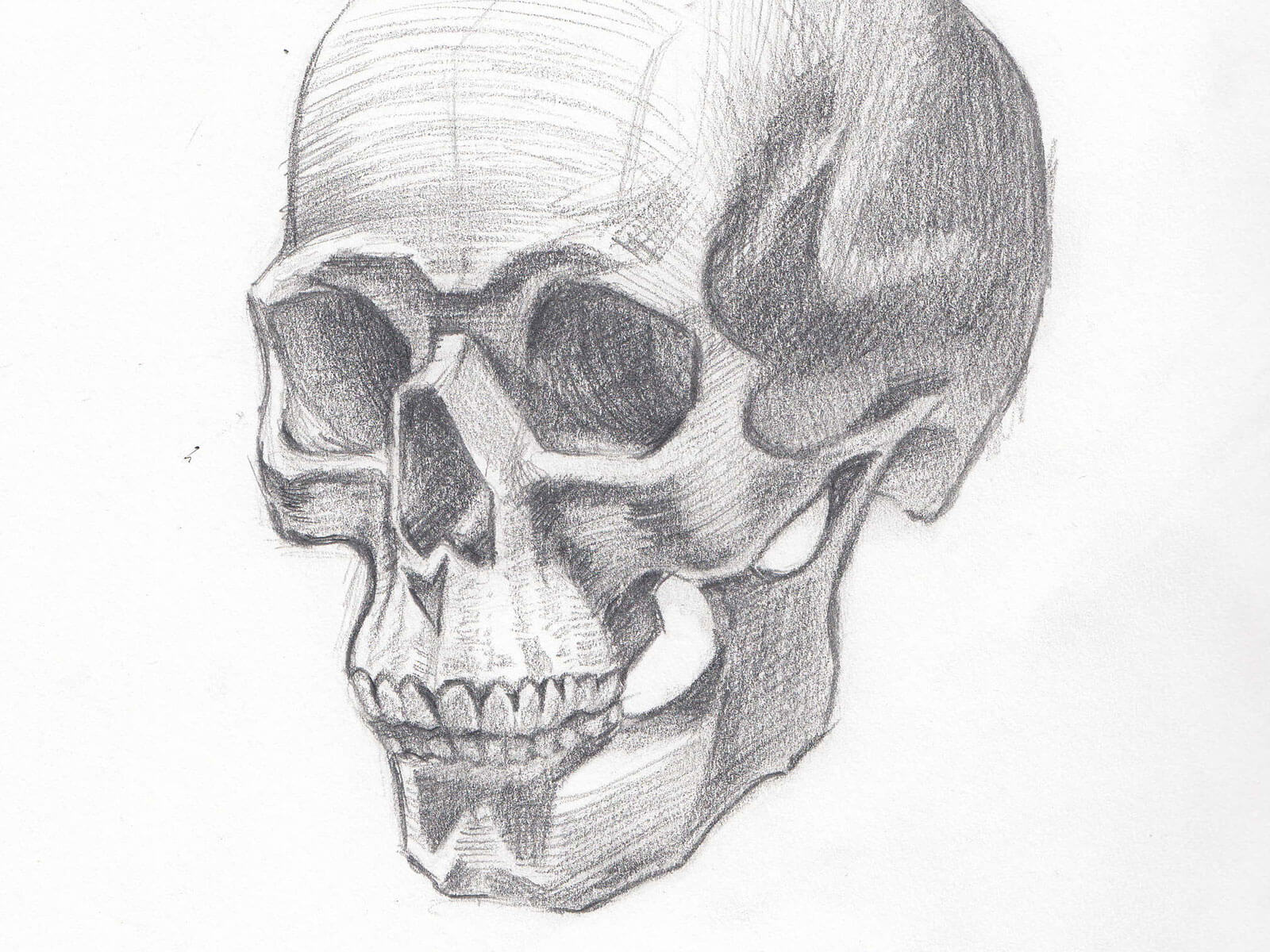 A black-and-white sketch of an unadorned human skull.