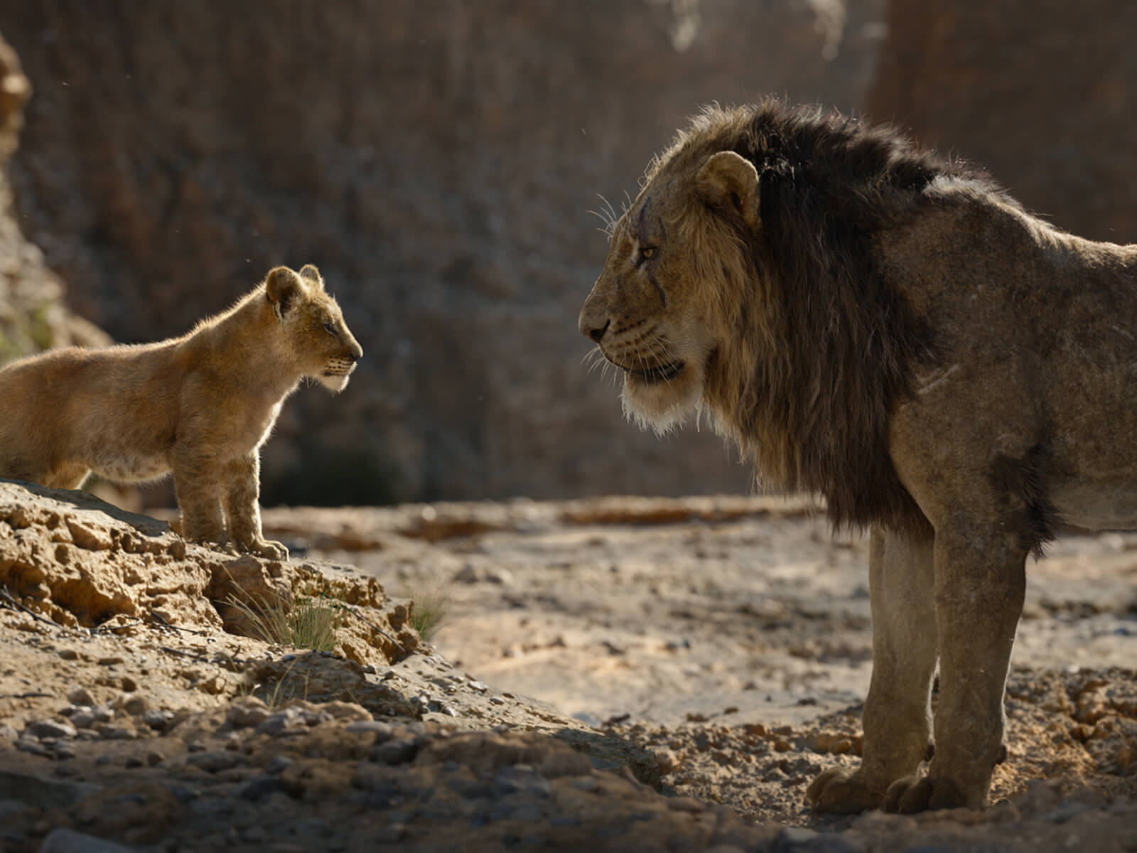 Simba and Mufasa speak to one another in the African savannah in The Lion King.