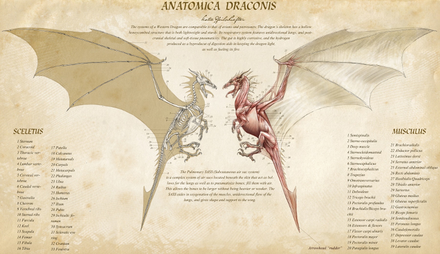 Kate Pfeilschiefter's Anatomica Draconis, featuring a skeletal view of a dragon