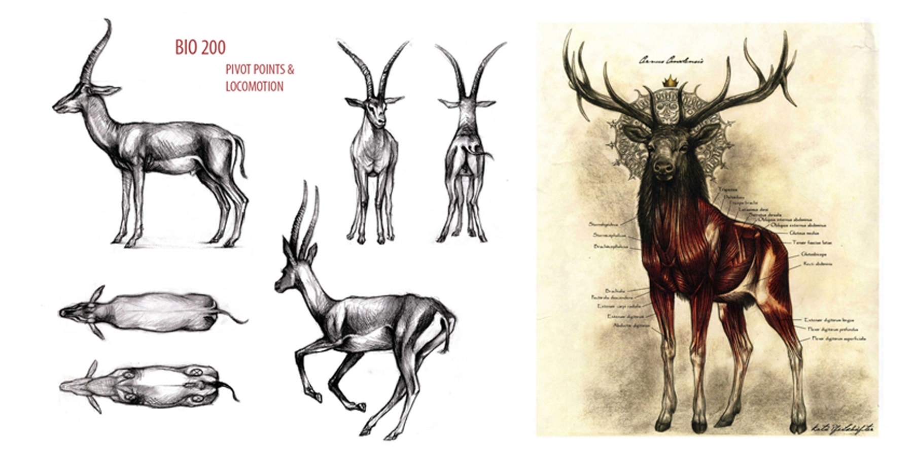 Kate Pfeilschiefter's composite creature assignment for anatomy class, featuring multiple views of an animal